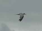 Common tern. Adult in non-breeding plumage flying. Manawatu River estuary, December 2012. Image © Alan Tennyson by Alan Tennyson.