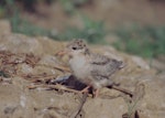 Common tern. Older chick. Debrecen, June 2015. Image © Tamas Zeke by Tamas Zeke.