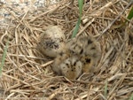 Common tern. Newly hatched chick and egg. Petit Manan Island, January 2003. Image © Sarah Jamieson by Sarah Jamieson.