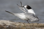 Common tern. Immature preening, showing primary pattern. Manawatu River estuary, March 2010. Image © Phil Battley by Phil Battley.