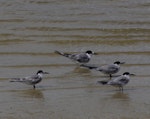 Common tern. Non-breeding adults. Mauritius, February 2016. Image © Colin Miskelly by Colin Miskelly.