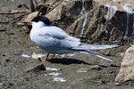 Common tern. Breeding adult (nominate subspecies). Subspecies longipennis is the only form so far recorded from New Zealand; it does not have a red bill. Inner Farne, Northumbria, UK, May 2018. Image © Duncan Watson by Duncan Watson.