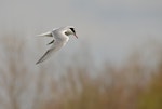 Common tern. Breeding adult (nominate subspecies) in flight. Subspecies longipennis is the only form so far recorded from New Zealand; it does not have a red bill. Bas Rebourseaux, France, April 2016. Image © Cyril Vathelet by Cyril Vathelet.