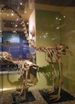 South Island giant moa | Moa nunui. Mounted skeletons in Otago Museum, male in front of female. Image © Alan Tennyson & Otago Museum by Alan Tennyson.