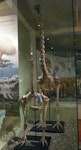 South Island giant moa | Moa nunui. Mounted skeletons in Otago Museum, male in front of female. Image © Alan Tennyson & Otago Museum by Alan Tennyson.