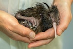 North Island brown kiwi | Kiwi-nui. Recently hatched chick. Kiwi Encounter - Rainbow Springs, January 2013. Image © Sabine Bernert by Sabine Bernert.