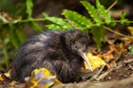 North Island brown kiwi | Kiwi-nui. Captive-bred chick. Kiwi Encounter - Rainbow Springs, March 2011. Image © Sabine Bernert by Sabine Bernert.