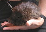 North Island brown kiwi | Kiwi-nui. 3-day-old chick. Waimarino Forest, September 2006. Image © Kerry Oates by Kerry Oates.