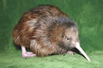 North Island brown kiwi | Kiwi-nui. 1-week-old chick. Kiwi Encounter - Rainbow Springs, January 2006. Image © National Kiwi Trust by National Kiwi Trust.