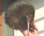 North Island brown kiwi | Kiwi-nui. 1-week-old chick. Enviro Research, Ohakune, September 2006. Image © Kerry Oates by Kerry Oates.