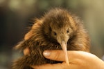 North Island brown kiwi | Kiwi-nui. Close view of captive-bred chick. Kiwi Encounter - Rainbow Springs, March 2011. Image © Sabine Bernert by Sabine Bernert.