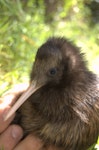 North Island brown kiwi | Kiwi-nui. Close view of chick in the hand. Boundary Stream, November 2009. Image © Corey Mosen by Corey Mosen.