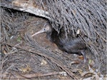 North Island brown kiwi | Kiwi-nui. Roosting chick (61-days-old). Ponui Island, April 2012. Image © Alex Wilson by Alex Wilson.