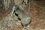 North Island brown kiwi | Kiwi-nui. Adult. Waitangi State Forest, Northland. Image © Department of Conservation ( image ref: 10031411 ) by Rogan Colbourne, Department of Conservation.