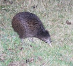 North Island brown kiwi | Kiwi-nui. Adult foraging in pasture at night. Hauraki Gulf island, February 2013. Image © Colin Miskelly by Colin Miskelly.