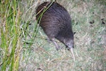 North Island brown kiwi | Kiwi-nui. Adult foraging in pasture at night. Hauraki Gulf island, February 2013. Image © Colin Miskelly by Colin Miskelly.