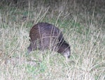 North Island brown kiwi | Kiwi-nui. Adult foraging in pasture at night. Hauraki Gulf island, February 2013. Image © Colin Miskelly by Colin Miskelly.