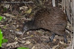 North Island brown kiwi | Kiwi-nui. Adult. Hauturu / Little Barrier Island, January 2009. Image © Simon Fordham by Simon Fordham.