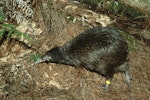 North Island brown kiwi | Kiwi-nui. Adult. Waitangi State Forest, Northland. Image © Department of Conservation ( image ref: 10028893 ) by Rogan Colbourne, Department of Conservation.