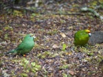 Orange-fronted parakeet | Kākāriki karaka. Mixed pair orange-fronted parakeet female (3-4 months old, left) with yellow-crowned parakeet male (right) feeding on forest floor. South Branch Hurunui, December 2015. Image © Corey Connor by Corey Connor.