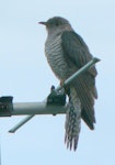 Oriental cuckoo. Adult male (submitted as a Birds NZ Unusual Bird Record). Renwick, Blenheim, April 2011. Image © Claire North by Claire North.