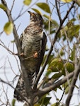 Oriental cuckoo. Fledgling. Iwaka-oike pond Park, Iwata, Shizuoka, Japan, October 2014. Image © Tomoe Morimoto by Tomoe Morimoto.