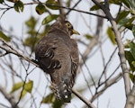 Oriental cuckoo. Fledgling. Iwaka-oike pond Park, Iwata, Shizuoka, Japan, October 2014. Image © Tomoe Morimoto by Tomoe Morimoto.