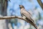 Oriental cuckoo. Adult female (rufous morph). Port Macquarie, New South Wales, September 2014. Image © Christopher Nixon 2016 birdlifephotography.org.au by Christopher Nixon.