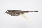 Oriental cuckoo. Adult male. New Zealand study skin. Specimen registration no. OR.026874; image no. MA_I264488. Rocks Highway, Riverton, Southland, January 2001. Image © Te Papa.