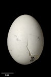 Rock wren | Pīwauwau. Egg 20.8 x 15.5 mm (NMNZ OR.029950, collected by David Webb). Mt Heveldt, Haast Range, South Westland, November 2014. Image © Te Papa by Jean-Claude Stahl.