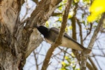 Black-faced cuckoo-shrike. Adult. Caloundra, Queensland, Australia, October 2014. Image © Roger Smith by Roger Smith.