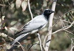 Black-faced cuckoo-shrike. Adult. Canberra, October 2016. Image © RM by RM.