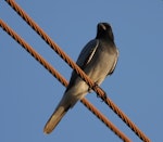 Black-faced cuckoo-shrike. Adult. Broome, February 2009. Image © Craig Steed by Craig Steed.