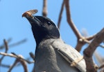 Black-faced cuckoo-shrike. Adult with moth. Coffs Harbour, New South Wales, Australia, October 2014. Image © Alan Tennyson by Alan Tennyson.