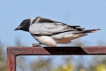 Black-faced cuckoo-shrike. Adult. Mary Anne Dam, Northern Territory, Australia, July 2012. Image © Dick Porter by Dick Porter.