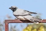 Black-faced cuckoo-shrike. Adult. Mary Anne Dam, Northern Territory, Australia, July 2012. Image © Dick Porter by Dick Porter.