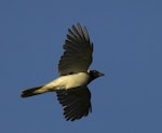 Black-faced cuckoo-shrike. Adult in flight, evening light. Melbourne, Victoria, Australia, January 2009. Image © Sonja Ross by Sonja Ross.