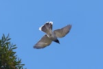 Black-faced cuckoo-shrike. Adult in flight. Fingal Bay, New South Wales, Australia, October 2014. Image © Alan Tennyson by Alan Tennyson.