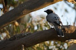 Black-faced cuckoo-shrike. Adult beside nest. Canberra, Australia, October 2015. Image © RM by RM.