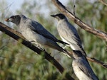 Black-faced cuckoo-shrike. Adult with beetle and two juveniles. Canberra, Australia, January 2017. Image © RM by RM.