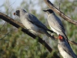 Black-faced cuckoo-shrike. Adult with two juveniles. Canberra, Australia, January 2017. Image © RM by RM.