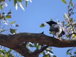 Black-faced cuckoo-shrike. Adult constructing its nest out of sticks and cobwebs. Canberra, December 2017. Image © R.M. by R.M..