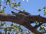 Black-faced cuckoo-shrike. Adult constructing its nest out of sticks and cobwebs. Canberra, December 2017. Image © R.M. by R.M..