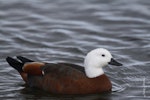 Paradise shelduck | Pūtangitangi. Adult female on water. Lake Taupo, January 2009. Image © Jenny Atkins by Jenny Atkins.