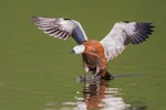 Paradise shelduck | Pūtangitangi. Adult female landing on water. Lake Okareka, September 2012. Image © Tony Whitehead by Tony Whitehead.