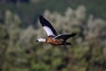 Paradise shelduck | Pūtangitangi. Adult female in flight. Hot Water Beach, Coromandel. Image © Noel Knight by Noel Knight.