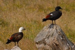 Paradise shelduck | Pūtangitangi. Pair. Rotorua, February 2009. Image © Peter Reese by Peter Reese.