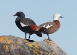 Paradise shelduck | Pūtangitangi. Adult pair (male on left). Tata Beach, Golden Bay, April 2023. Image © Glenn Pure by Glenn Pure.