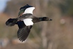 Paradise shelduck | Pūtangitangi. Male in flight. Upper Moutere farm pond, July 2015. Image © Rob Lynch by Rob Lynch.