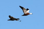 Paradise shelduck | Pūtangitangi. Adult male (left) and female in flight. Wanganui, April 2010. Image © Ormond Torr by Ormond Torr.